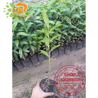 COMBO 5 CÂY VỐI CÂY GIỐNG