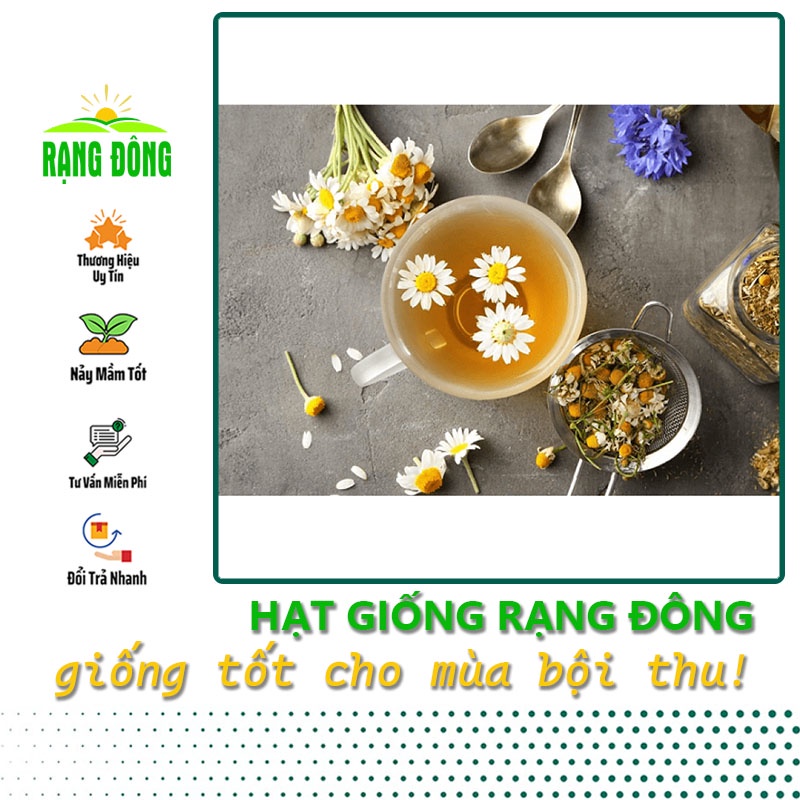 Hạt giống Hoa Cúc Trà - Hoa Cúc Họa Mi chuyên trồng làm trà (gói 0,1 gr) - Hạt giống Rạng Đông