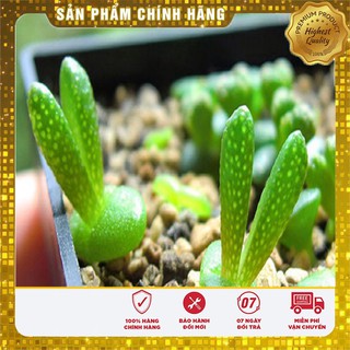Hạt Giống Cây Tai Thỏ Lucky ( 5 hạt)