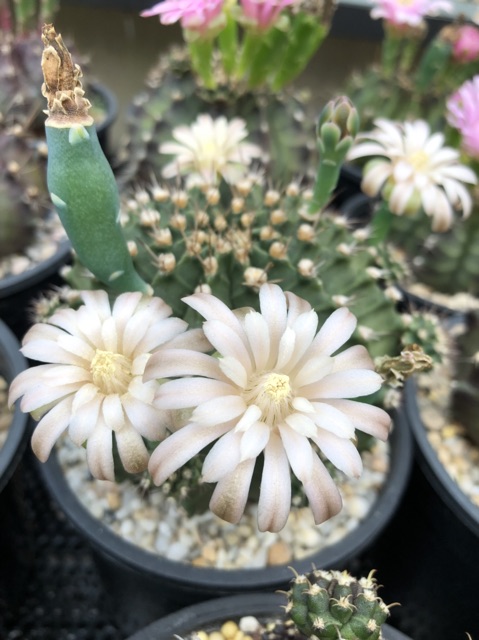 Gymno