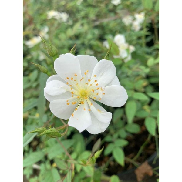 Hoa Hồng Darlow's Enigma Rose. trắng tinh khôi 5 cánh