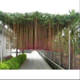 Cây dây leo liêm hồ đằng