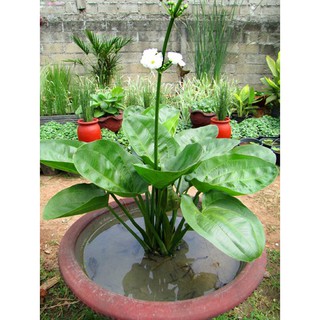 Cây hoa Bách Thủy Tiên