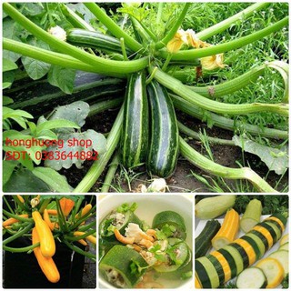 Hạt giống bí ngòi xanh