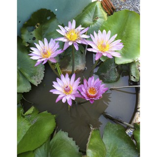 Hạt giống hoa Súng Thái 5 màu