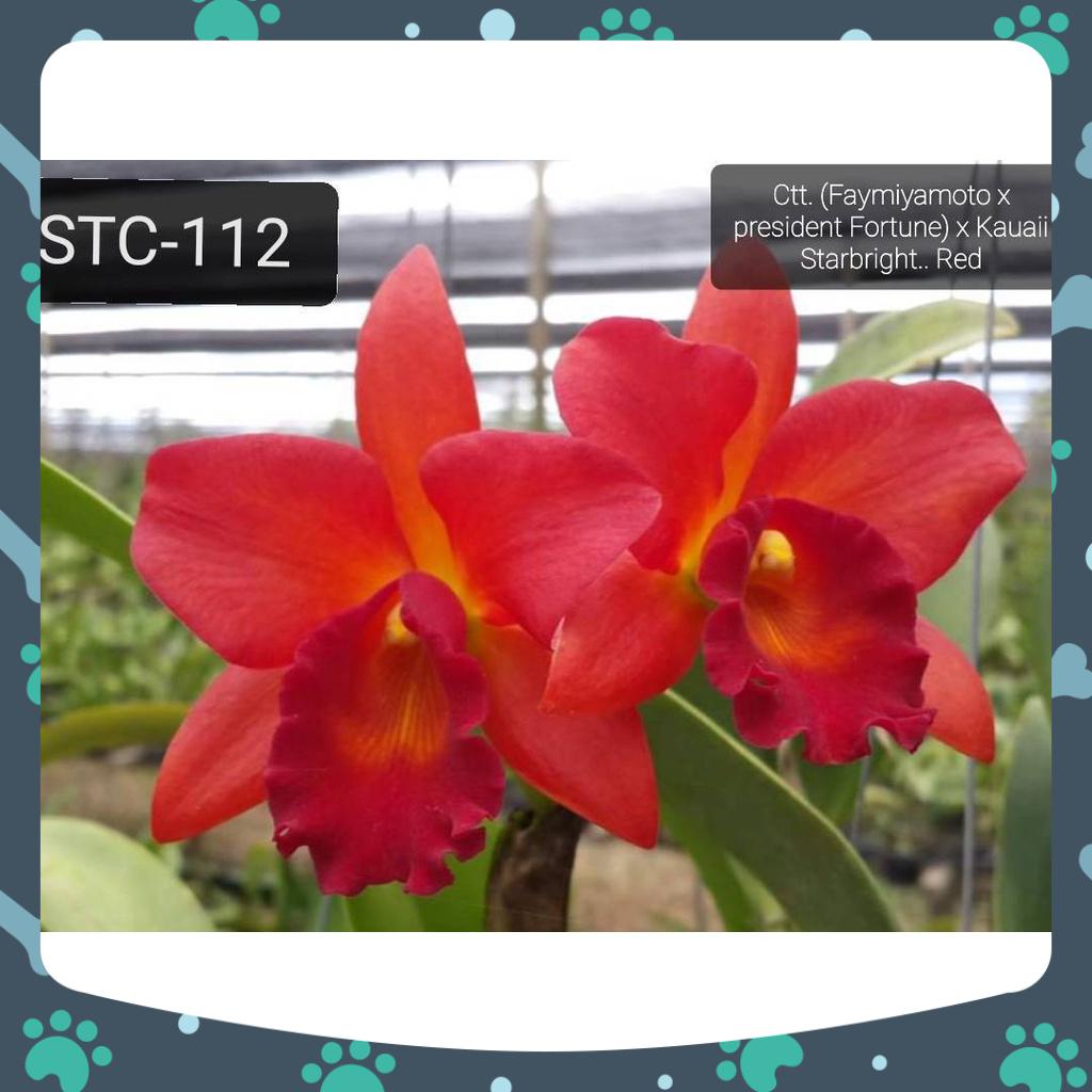 [Có bảo hành] combo 6 cây cattaleya giống màu mới rất đẹp bông to