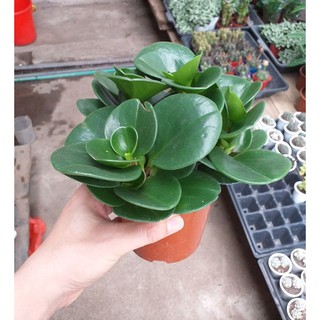 CÂY TRƯỜNG SINH- CHẬU NHỰA