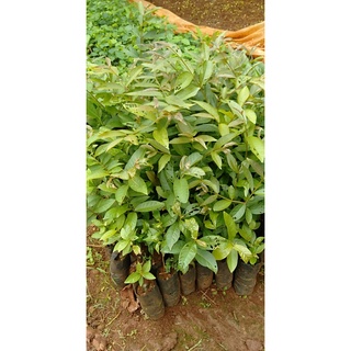 cây bằng lăng ổi giống