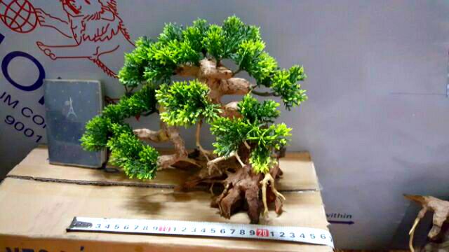 Lũa Bonsai Tùng hồ cá- ngan 25 cm,cao 17 cm