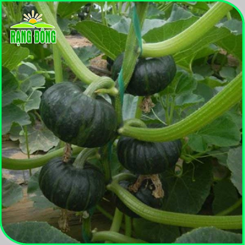 Hạt giống Bí Đỏ Nhật lai F1 dễ trồng, trái to, thịt dày, thơm, ngon (gói 5 hạt) - Hạt giống Rạng Đông