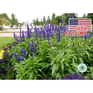 2000.HẠT Hạt Giống Hoa Nữ Hoàng Xanh Xôn Xanh Blue (| -KD: B21*V41)