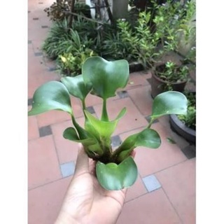 ☘️bèo lục bình ☘️