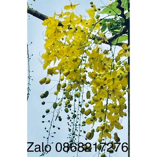 40 HẠT GIỐNG HOA MUỒNG HOÀNG YẾN OSAKA VÀNG