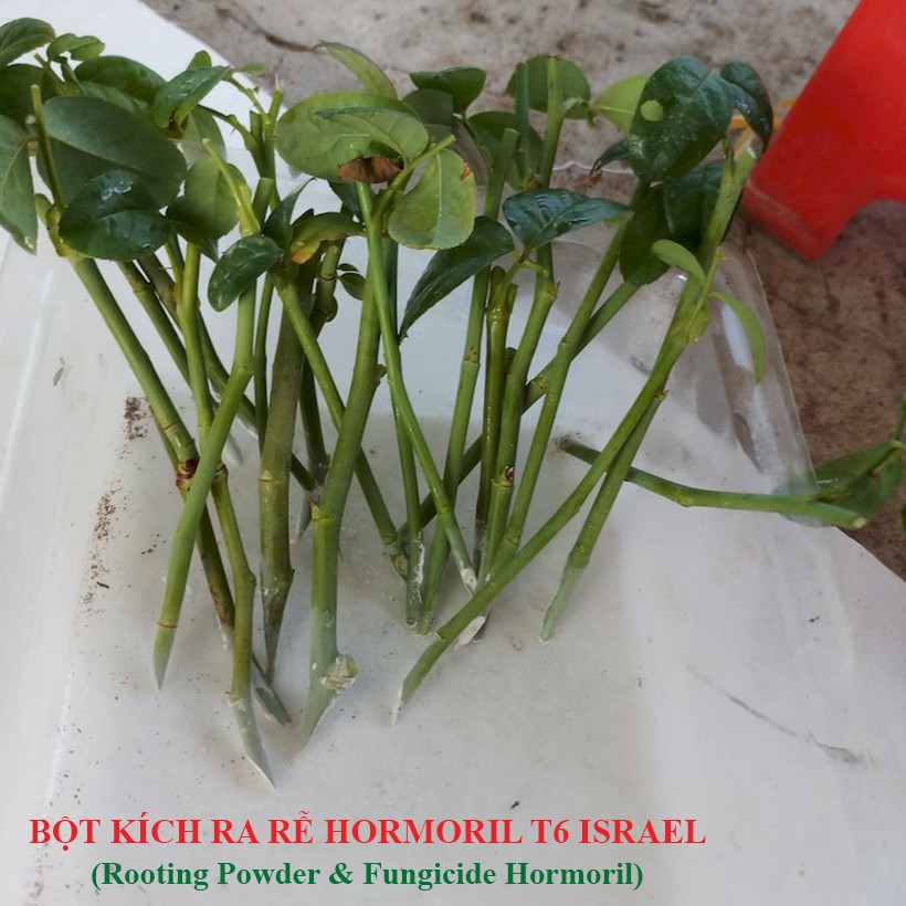 Bột Kích Ra Rễ Israel cho cây Thân Gỗ Hormoril 6 dành giâm chiết cành, nhân giống cây con như hoa hồng, hoa giấy ...