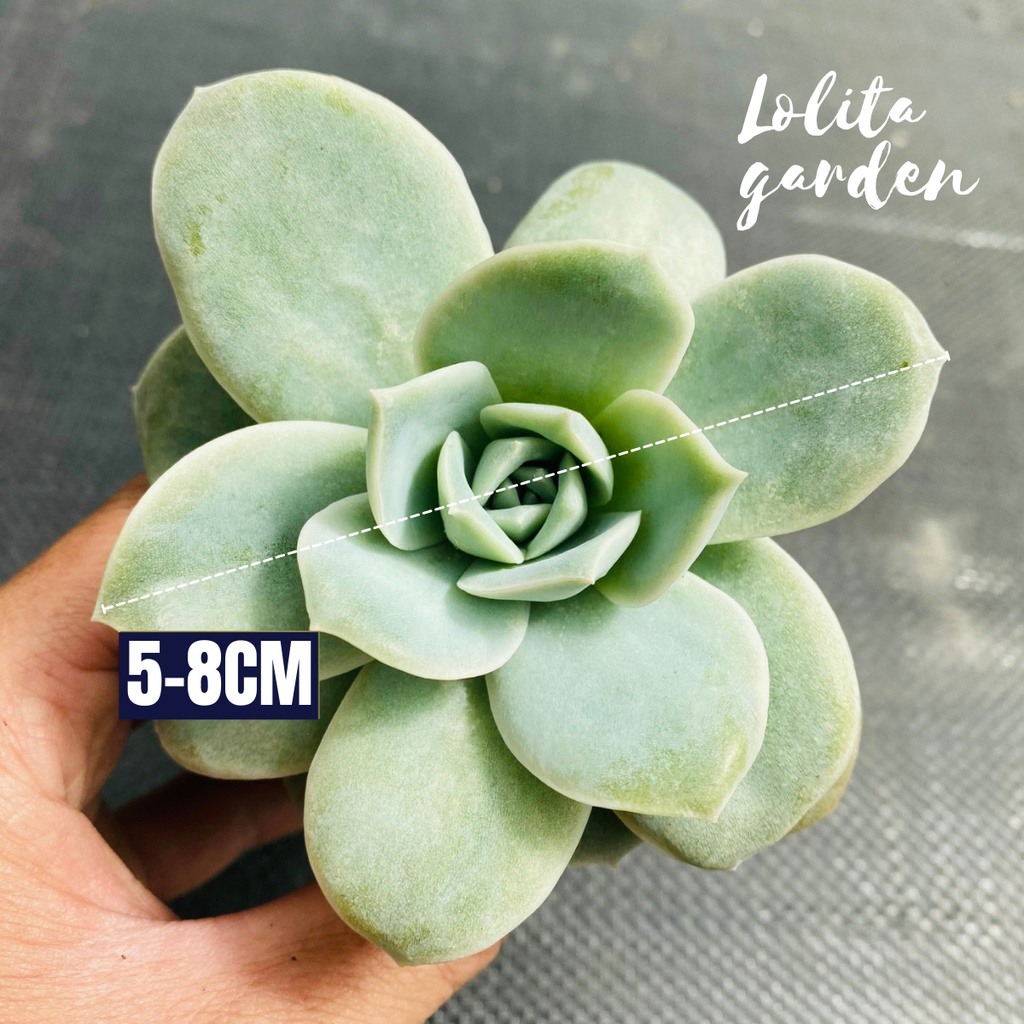 Sen đá hồng hà lan lá lớn Đà Lạt size bé cây cảnh trang trí nhà cửa Lolita garden