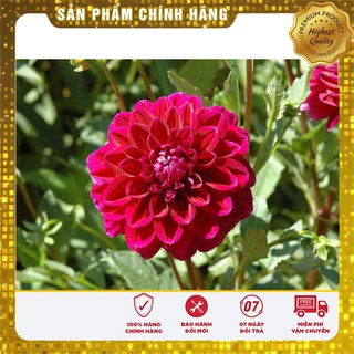 Hạt giống Hoa thược Dược Nhiều màu