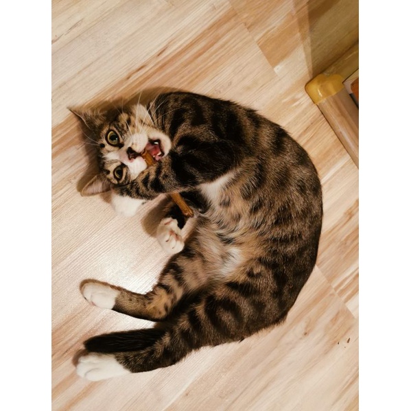 [QUÀ TẶNG] Trixie Thanh gặm gỗ cho mèo bằng bạc actinidium
