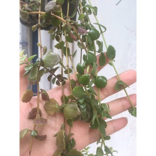 cây vảy rồng