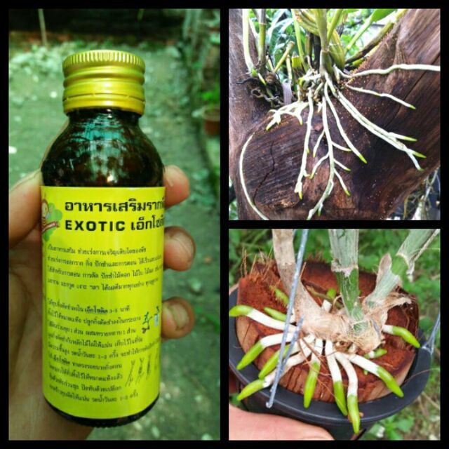 Siêu kích rễ Thái Lan Exotic Chuyên dùng cho hoa lan 100ml