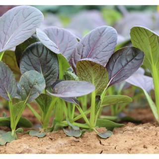  Hạt giống cải Pakchoi Tím (Red Ruby) 200 hạt