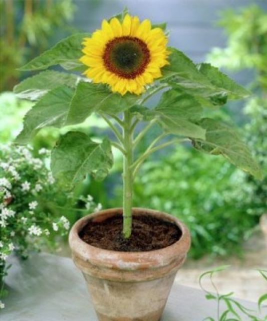 Hạt Giống Hướng Dương Lùn Vàng