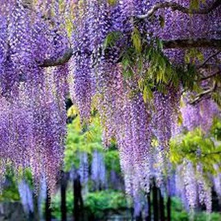 Hạt giống hoa tử đằng