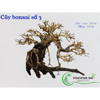 Cây bonsai thuỷ sinh  3 ( cao 25cm rộng tán 30cm)
