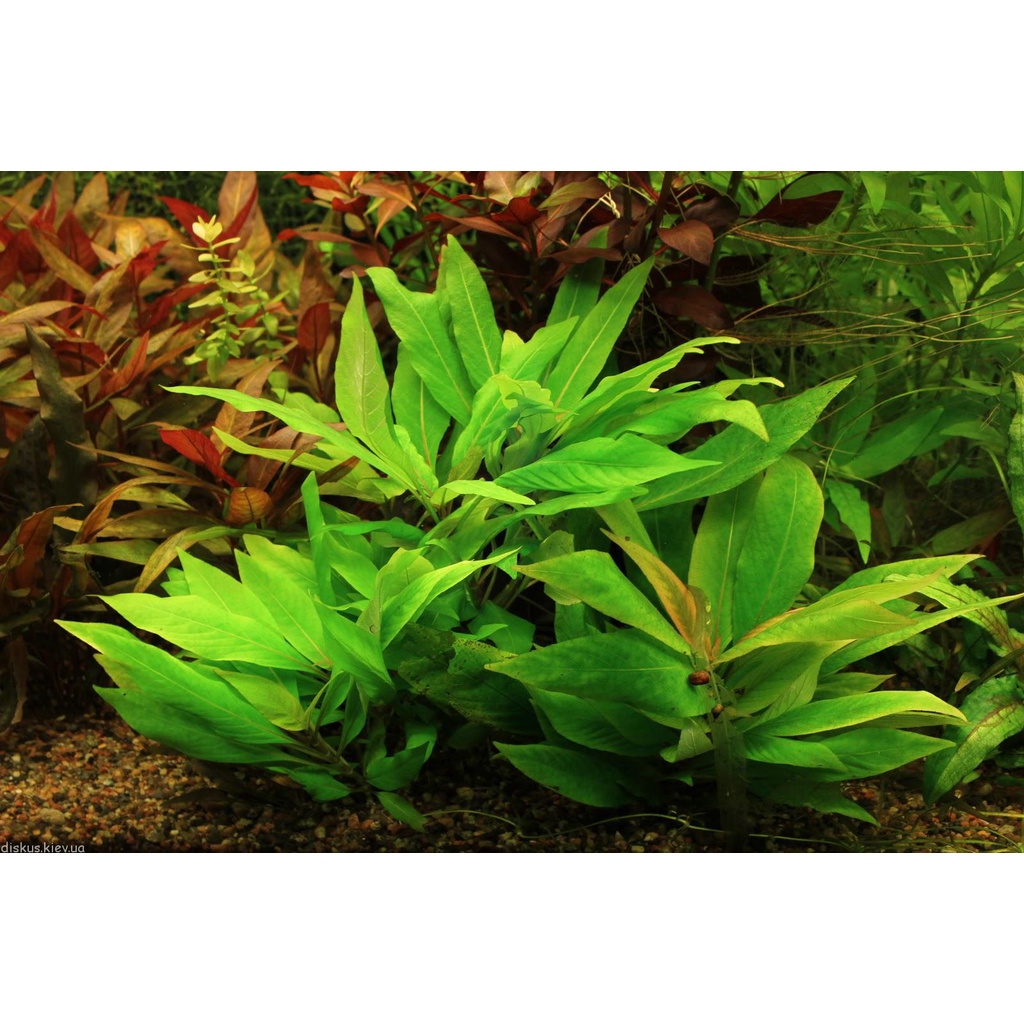 Cây thủy sinh Liễu Mini - lá cạn - 6 ngọn