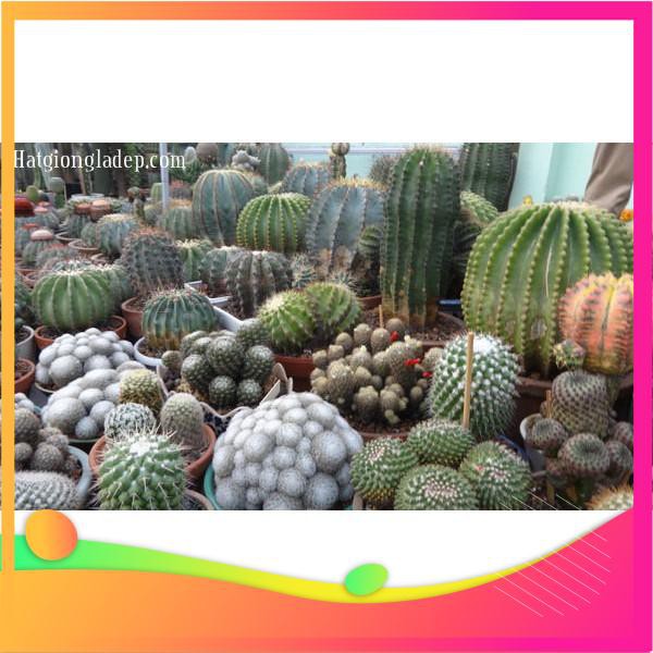Hạt Giống Sương Rồng Mix - 10 Hạt  VIETGAR