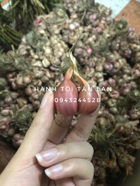 HÀNH TA - HÀNH KHÔ - HÀNH HẢI DƯƠNG - HÀNH BẮC