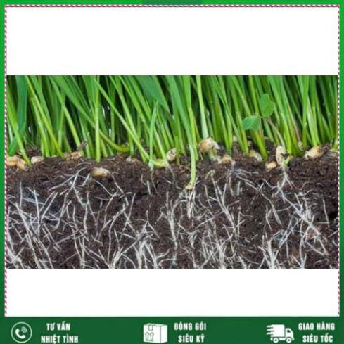 Vua ra rễ Root 999 USA , bổ sung Auxin ,NAA, IBA  SIÊU ĐẬM ĐẶC-Hàng Chính Hãng