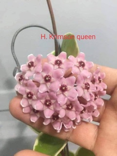 COMBO 10 LOẠI HOA CẨM CÙ