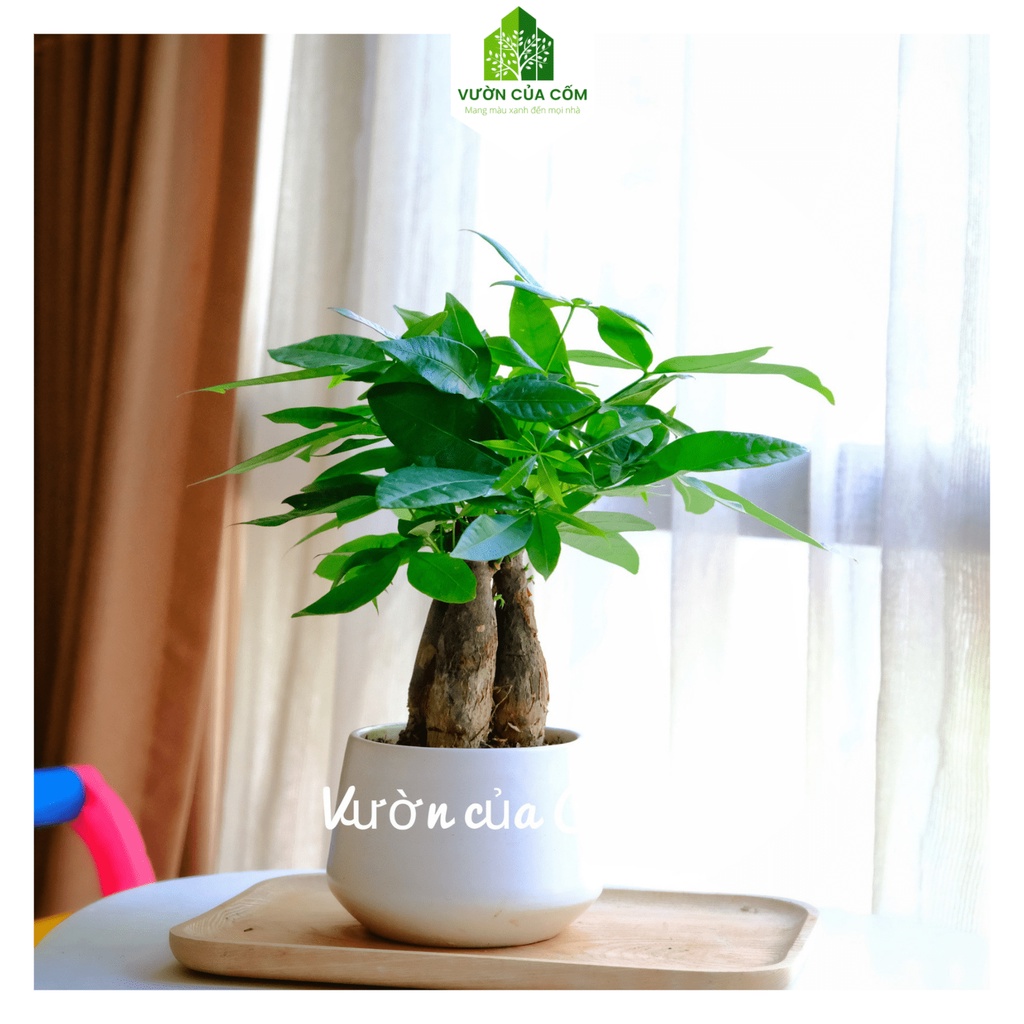 Cây cảnh kim ngân 3 thân để bàn kèm chậu sứ trắng tượng trưng cho PHÚC - LỘC - THỌ . Món quà tặng ý nghĩa