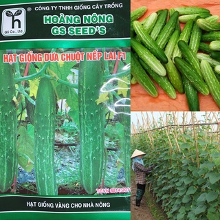 Hạt giống dưa chuột nếp lai f1 - gói 10gr