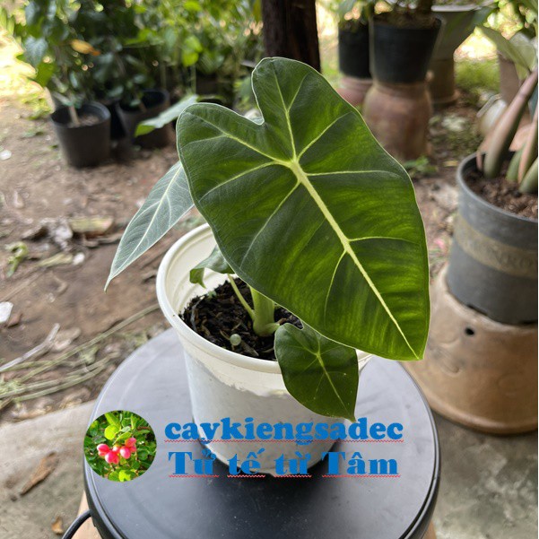 Caykiengsadec Cây môn nhung-tặng phân bón-hoa kiểng lá-trang trí nội thất cảnh quan sân vườn ngoài trời