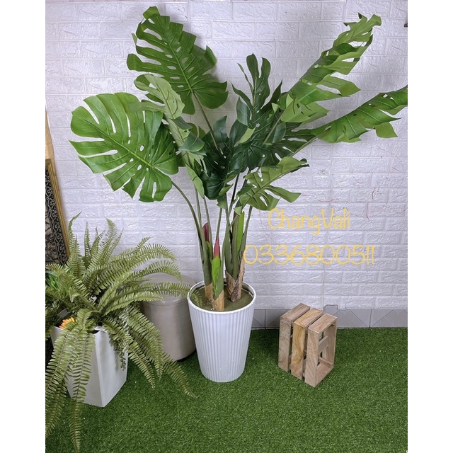 Cây giả-cây trầu bà tay phật-Mai Rùa có hoa ,decor trang trí nội thất