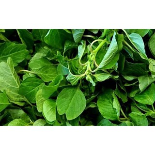 HẠT RAU DỀN VÀNG, DỀN CƠM - GÓI 10 GRAM