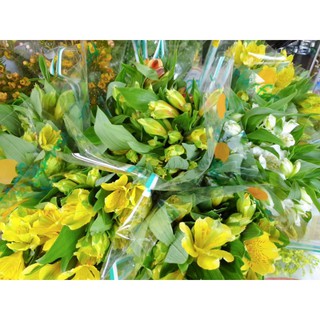 Hoa Thủy Tiên Dalathasfarm(nhắn tin chọn màu)