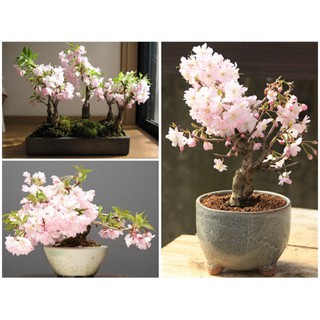 HẠT GIỐNG HOA ANH ĐÀO - 5 hạt/ gói