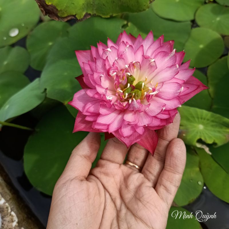 Củ sen mini Red Rose