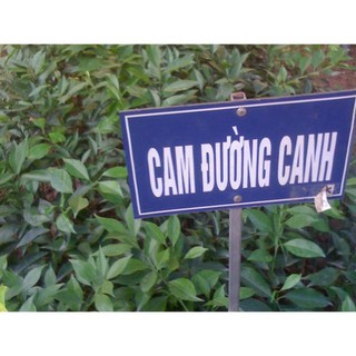Cây cam đường canh