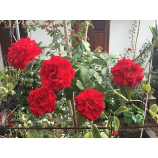 🌹 5 Cành chiết hoa hồng leo cổ Hải Phòng🌹