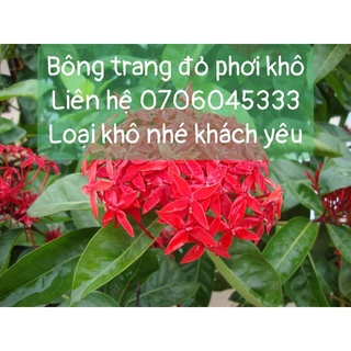 bông trang đỏ phơi khô 500 gam