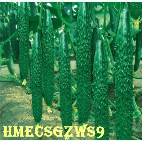 Hạt dưa chuột / Hạt dưa chuột nhật bản 20h