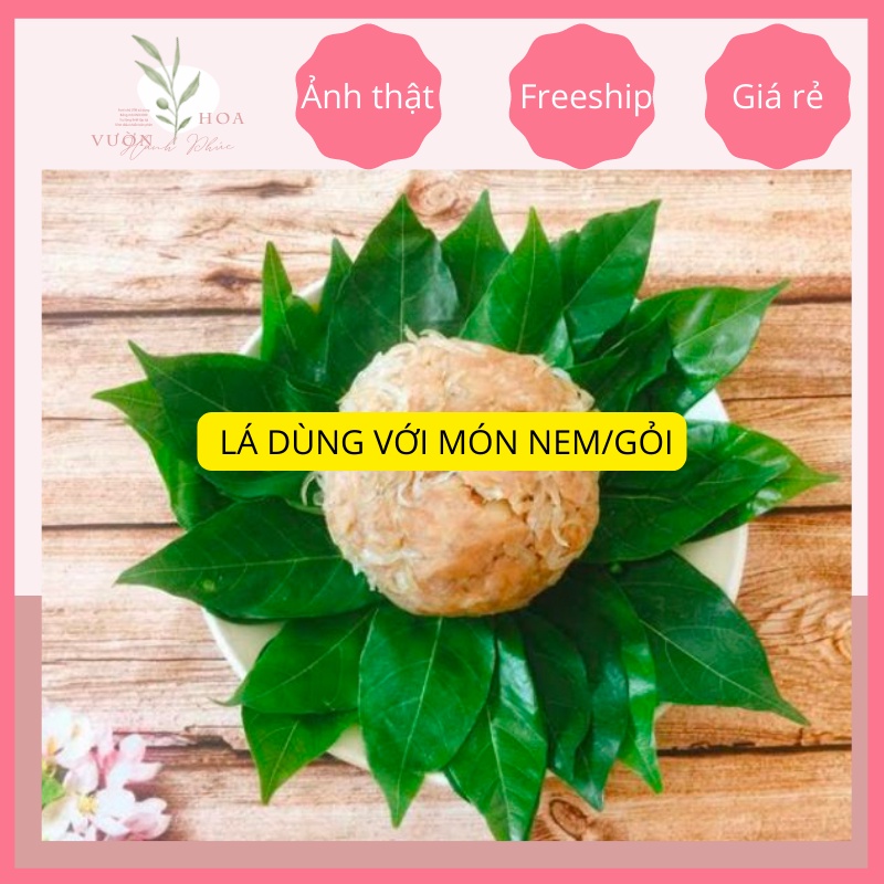 Cây sắn thuyền cao 40cm, lá dùng để ăn gỏi, đắp vết thương ảnh thật, lỗi 1 đổi 1