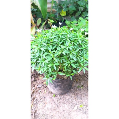 Cây mai vạn phúc.