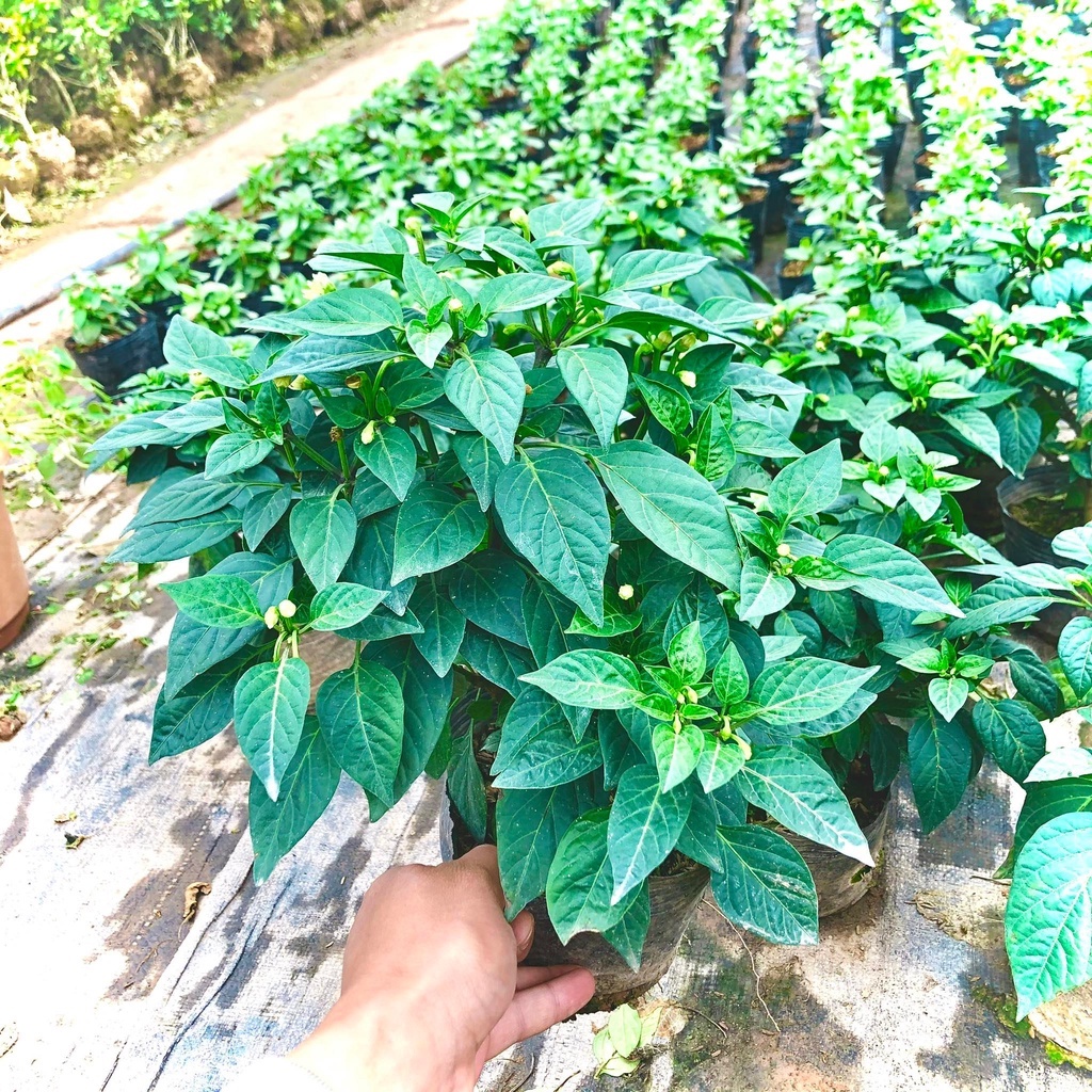 Cây ớt thái chùm siêu cay - THẾ GIỚI HOA CÂY CẢNH - cao 30-40 cm đang hoa và quả ..