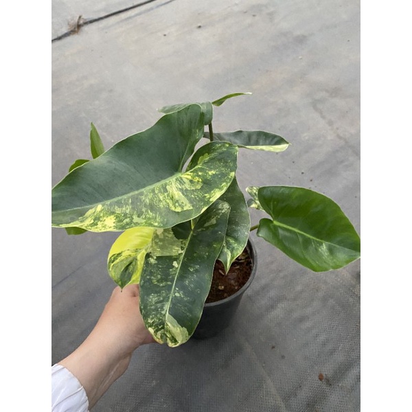 Chậu cứngBuble marx variegated