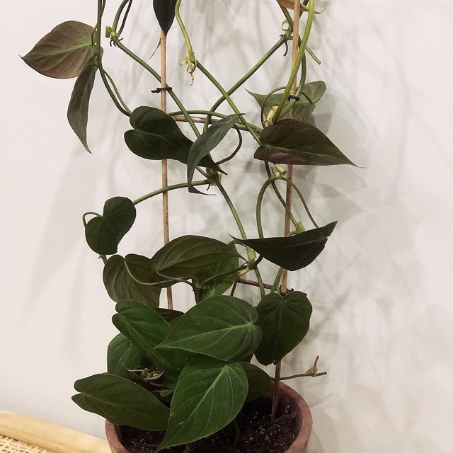 chậu nhựa Trầu micans