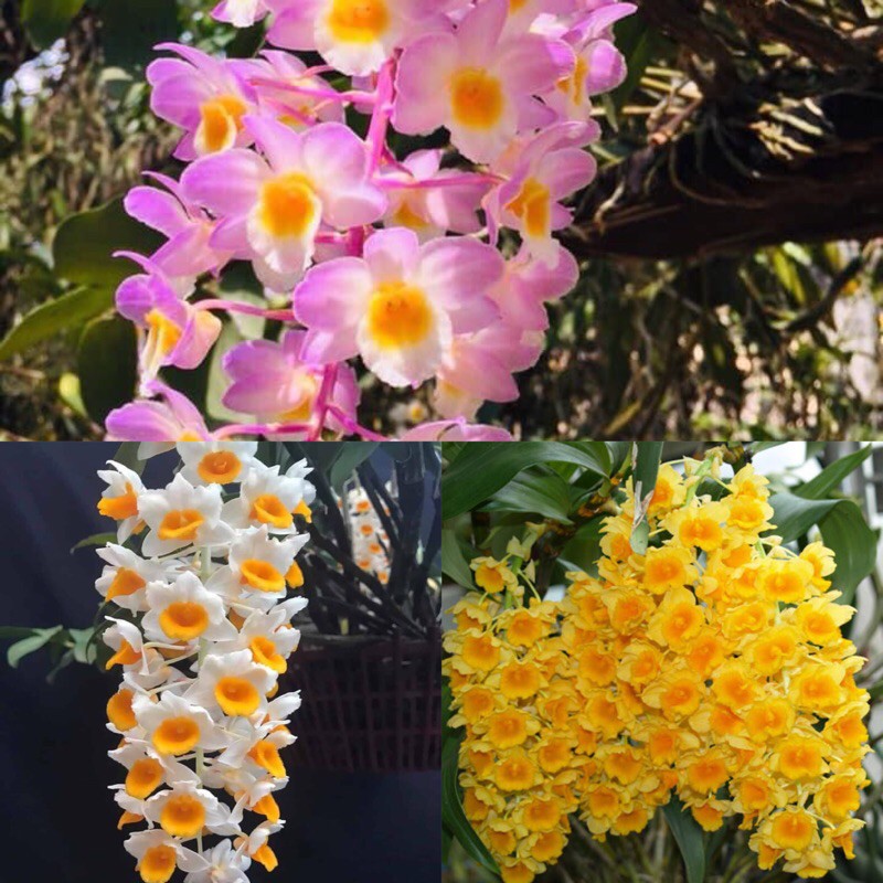 Lan rừng kiều (thuỷ tiên)